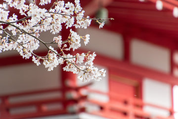 Coda Series By Kimondo
